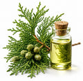 Thuja Occidentalis